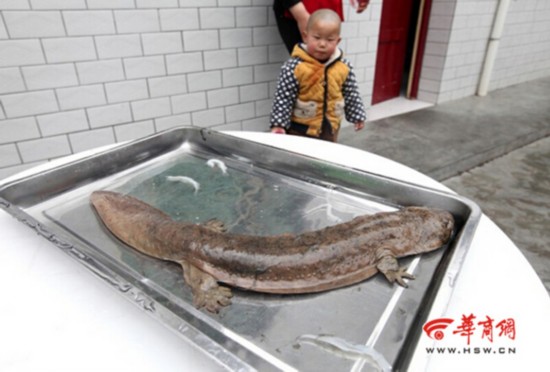 宝鸡农家乐捕获野生娃娃鱼 已被放归水库