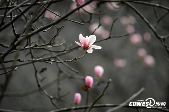 陕西黑河森林公园千年玉兰树开花 花季仅10天