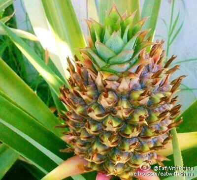 1个菠萝吃一辈子 方法热传 专家:理论上可以