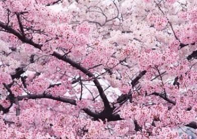 日韩争樱花起源地 樱花2000年前已经盛开在中国