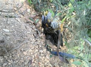 深圳梧桐山有人拉网捕鸟
