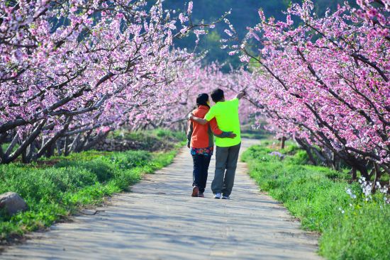 平谷国际桃花音乐节即将迎来17岁生日