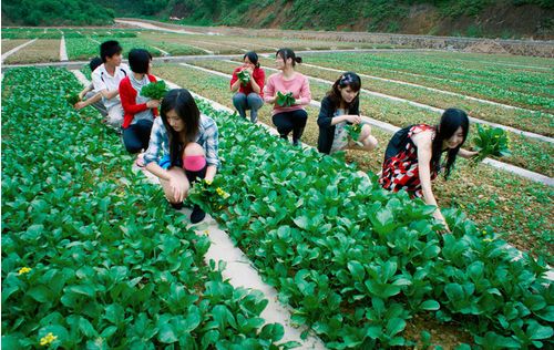 柳州建特色农业示范区 周末体验真实版偷菜