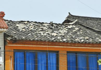 打蔫千亩猕猴桃树 折断川西最大朴树