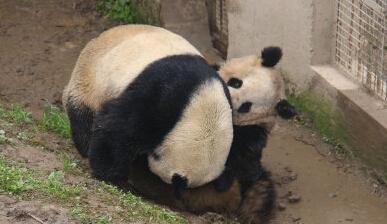 大熊猫交配实况全球首播 18分03秒破今年纪录
