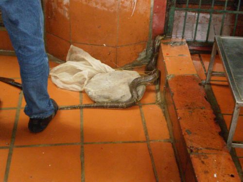 徒手取蛇跳动心脏 穿山甲的售价为每磅150美元