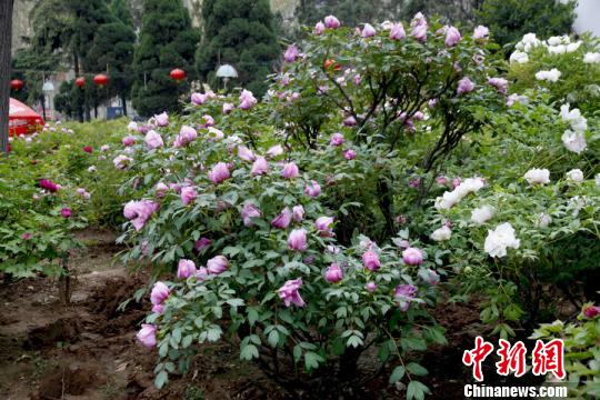 洛阳一株牡丹开花达180朵 已有百年历史