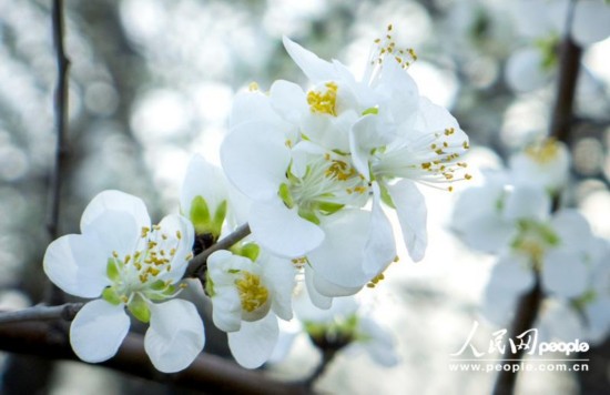 【组图】北大春景美不胜收