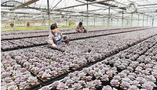 金华建立多肉植物产业园