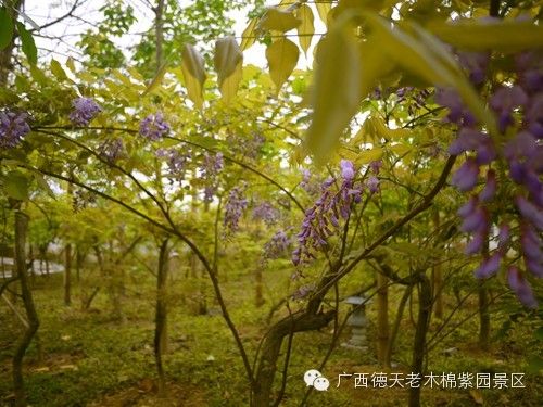 紫藤花开看赏花大片 德天老木棉紫园景区醉