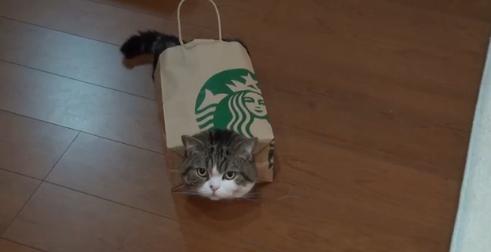 �ձ���ֽ��è���������� ����٩������ʱ��