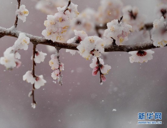 辽宁朝阳四月飘雪