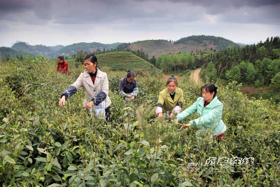 贞丰茶产业基地遍地飘香彰显生态经济效益