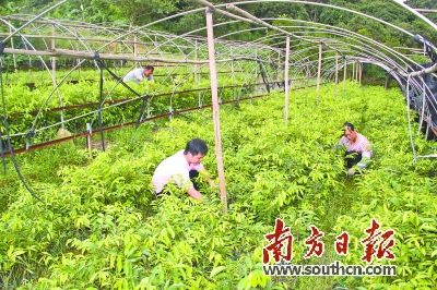 白木香的种植和管护