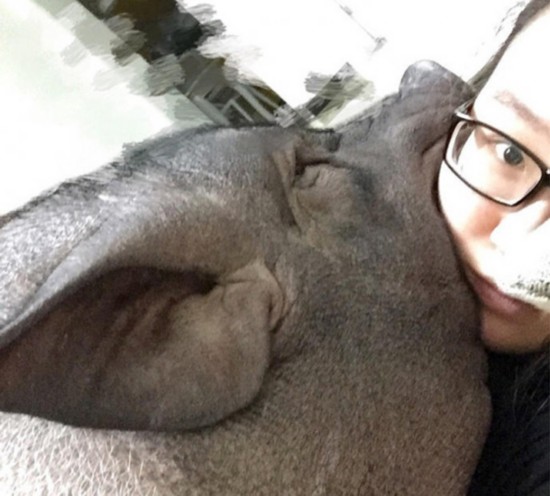 北京女子与170斤宠物猪同被窝睡觉 瞬间颠覆三