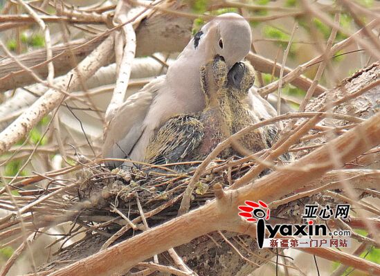 新疆库尔勒摄影爱好者跟拍19天见证灰斑鸠出