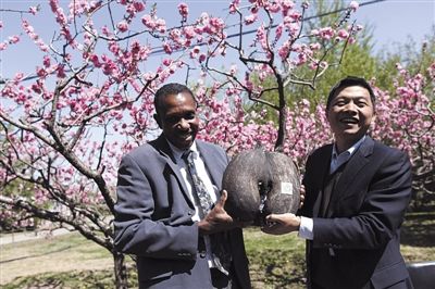 塞舌尔国宝赠北京植物园 海椰子 开花需20年以