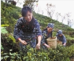 桂东全国负氧离子含量最高的县最宜心肺深呼