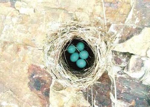 南京紫金山发现五枚蓝色鸟蛋
