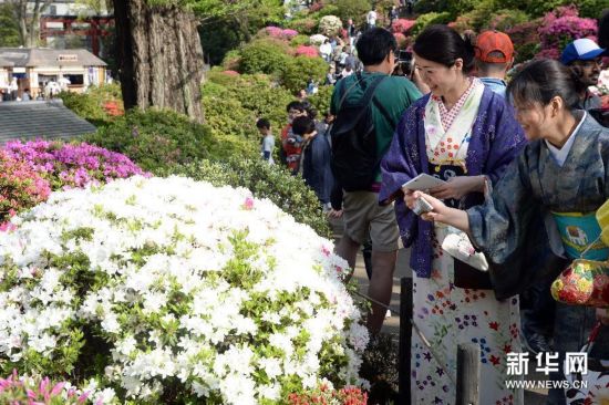 （國際）（2）杜鵑花開游人醉