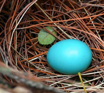 南京紫金山发现五枚蓝色鸟蛋