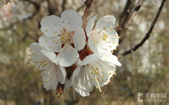 810˺ȫ nubia Z9 Max 
