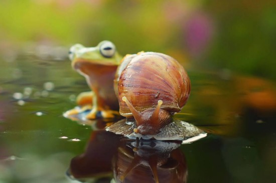动物间有趣互动:雨蛙趴蜗牛身上搭便车过河(