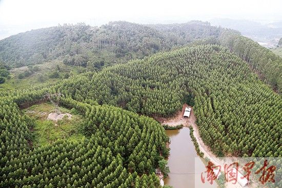 桉树种植从鼓励到清理 速生桉 真实面目 是怎样