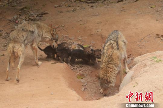 深圳野生动物园4只狼宝宝地球日首次出洞看世