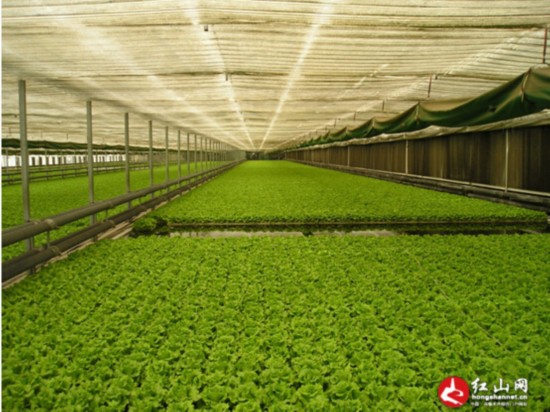 _网站站群管理系统_老王蜘蛛池怎么样_黑客x