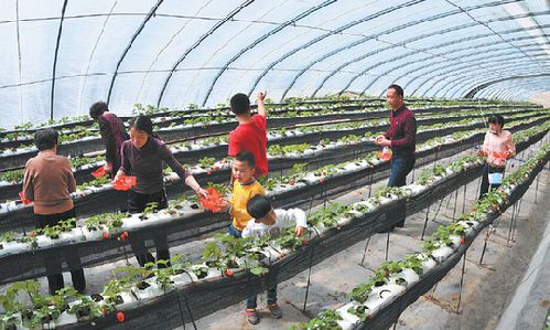 游客在新疆叶河阳光农业股份有限公司草湖基地