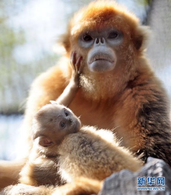 济南动物园珍稀金丝猴白颊长臂猿幼仔亮相