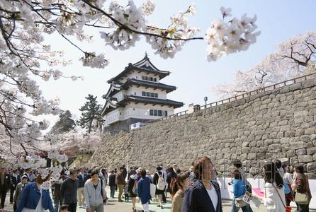 日本青森县弘前樱花盛开迎来北国之春
