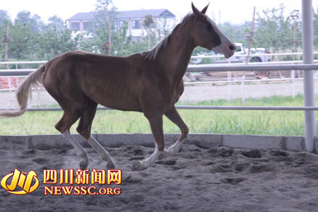 独家探营西南仅有汗血马 血统纯正持国际护照