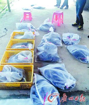 男子凿墙偷走养蛇场850条蛇 称欲养蛇没本钱(