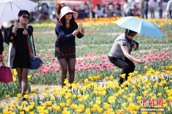200万株郁金香新疆五家渠竞相绽放 品种国泰