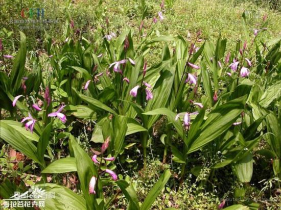 没钱买种子 山阳这人偷别人家的药材种自家地