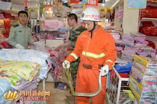 大蛇光临成都一床上用品店 消防抓捕后放生(图