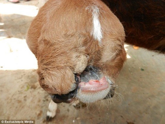 印度养牛场惊现罕见五嘴牛犊引围观(组图)