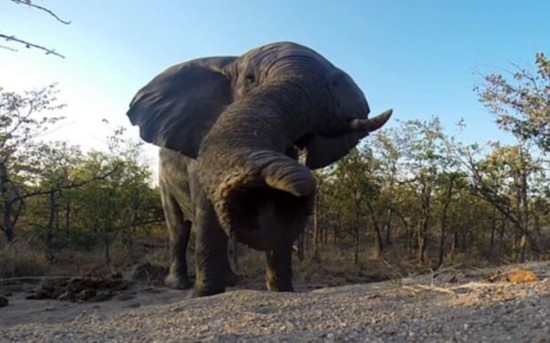 南非呆萌大象睡醒后伸懒腰视频蹿红网路