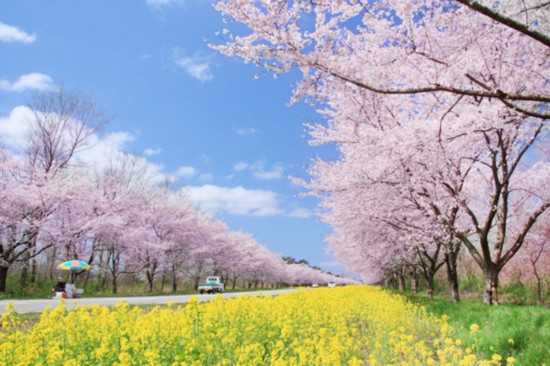 美如幻境!日本秋田县樱花油菜花竞相绽放