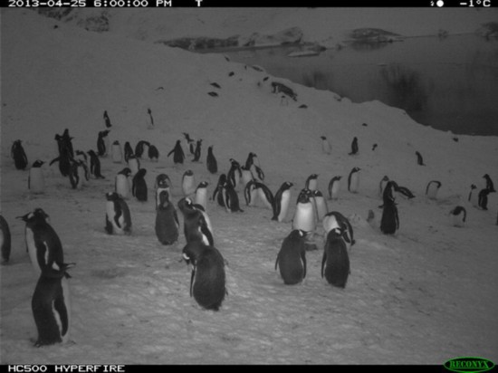 企鹅的秘密生活：拉屎融化冰雪方便交配
