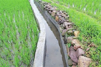生态沟渠对氮磷的净化及狐尾藻对氮的去除研究