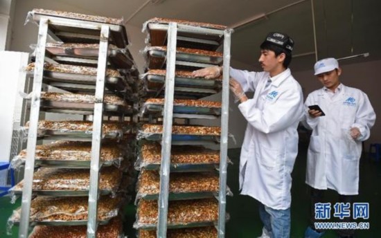 切糕王子阿迪力:用诚实守信实现爱与梦想