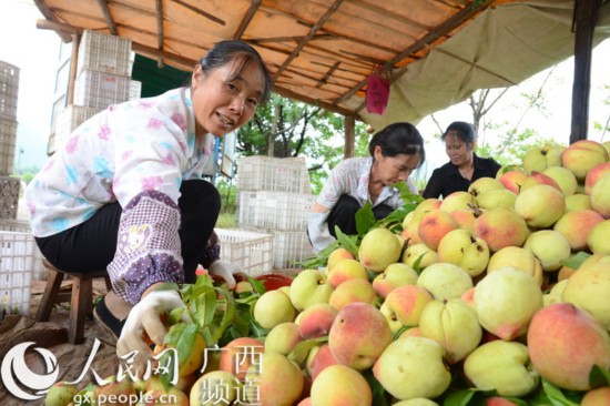 恭城:桃子丰收 市场走俏
