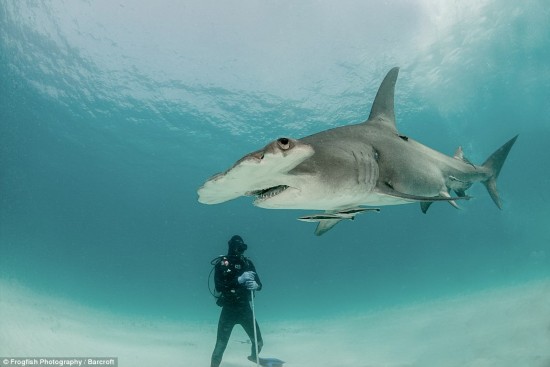 英夫妇冒险为锤头鲨摄影 与其共游
