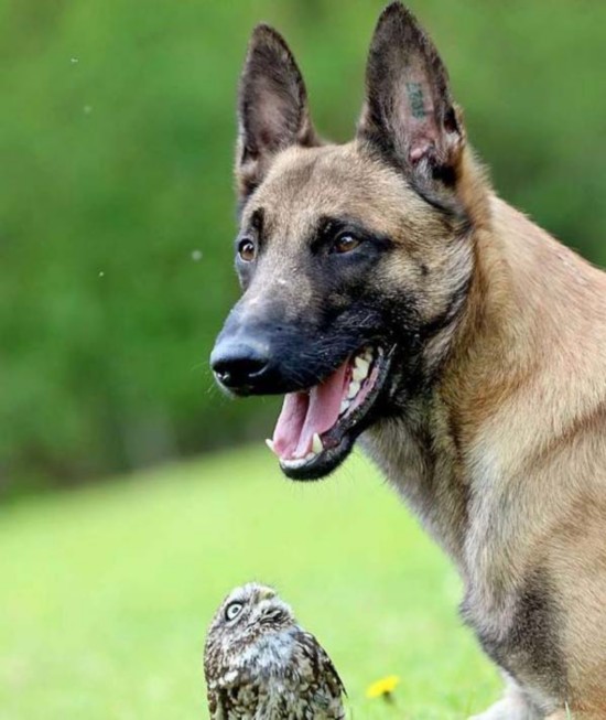 德国牧羊犬和猫头鹰成为挚友 形影不离 (组图)