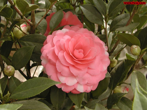 历史上的今天:我国评出十大名花 梅花荣居万花