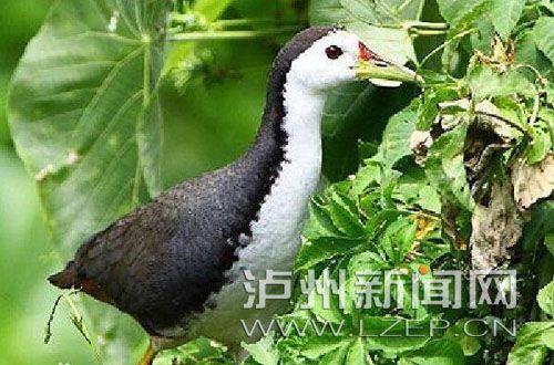 网友反映合江有人捕猎买卖野生动物 部门回应