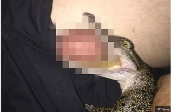 蛋疼!澳男子被鳄鱼咬住生殖器官